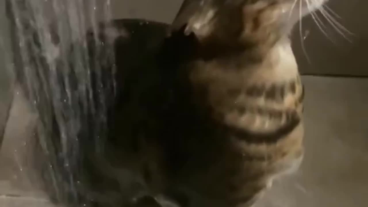 #cat #funny