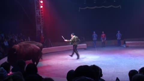 Circus. The show of different animals. Bisons, kangaroos, ostriches & giraffe