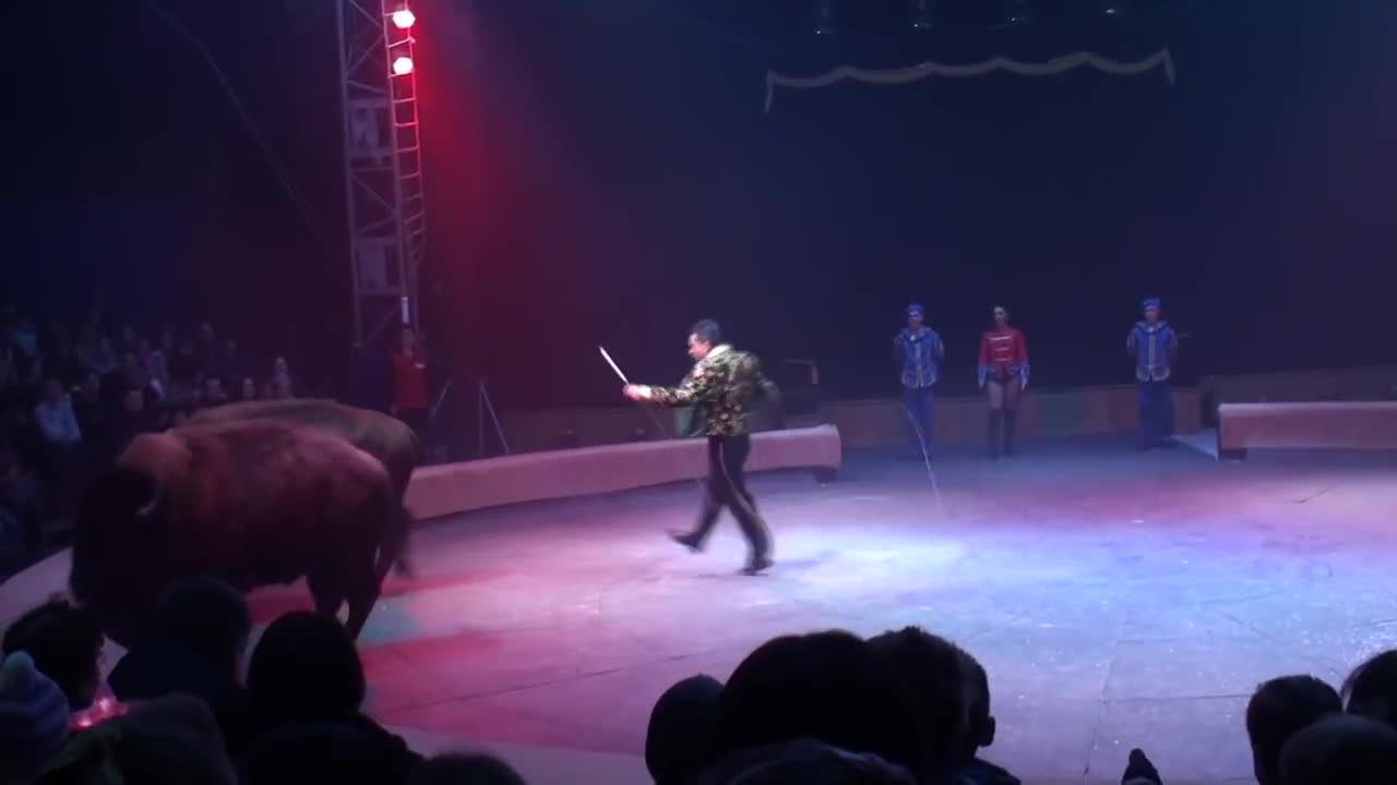 Circus. The show of different animals. Bisons, kangaroos, ostriches & giraffe