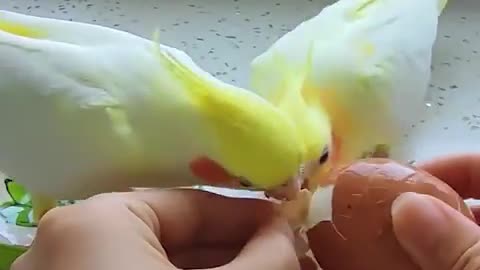 Bird eat egg