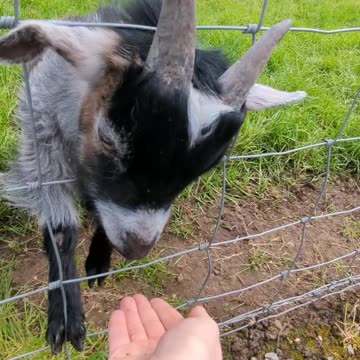 Hungry goats