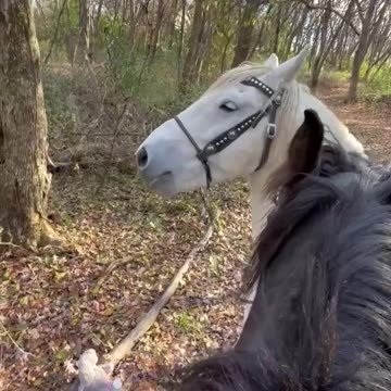 Smart horse picks up toys for treats
