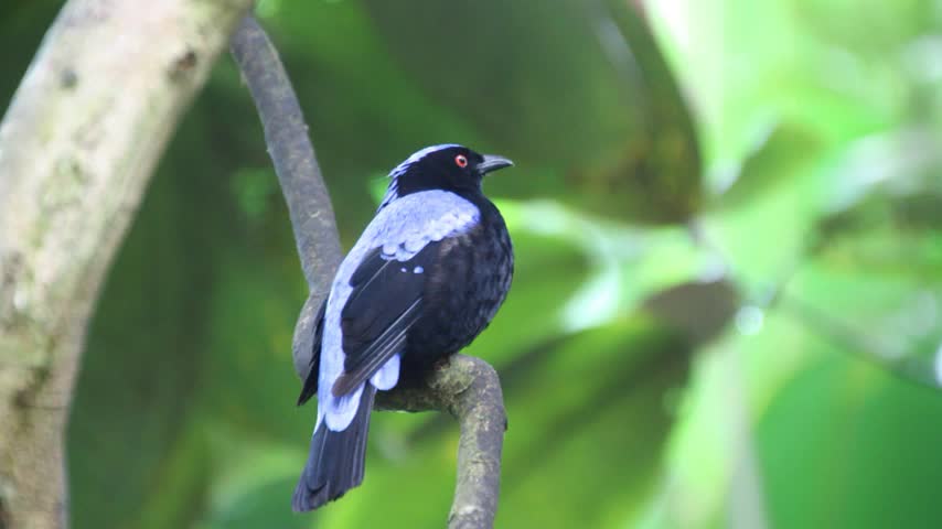 Sounds Of Birds And Rivers, Enjoy The Calm And Relaxation Wonderful