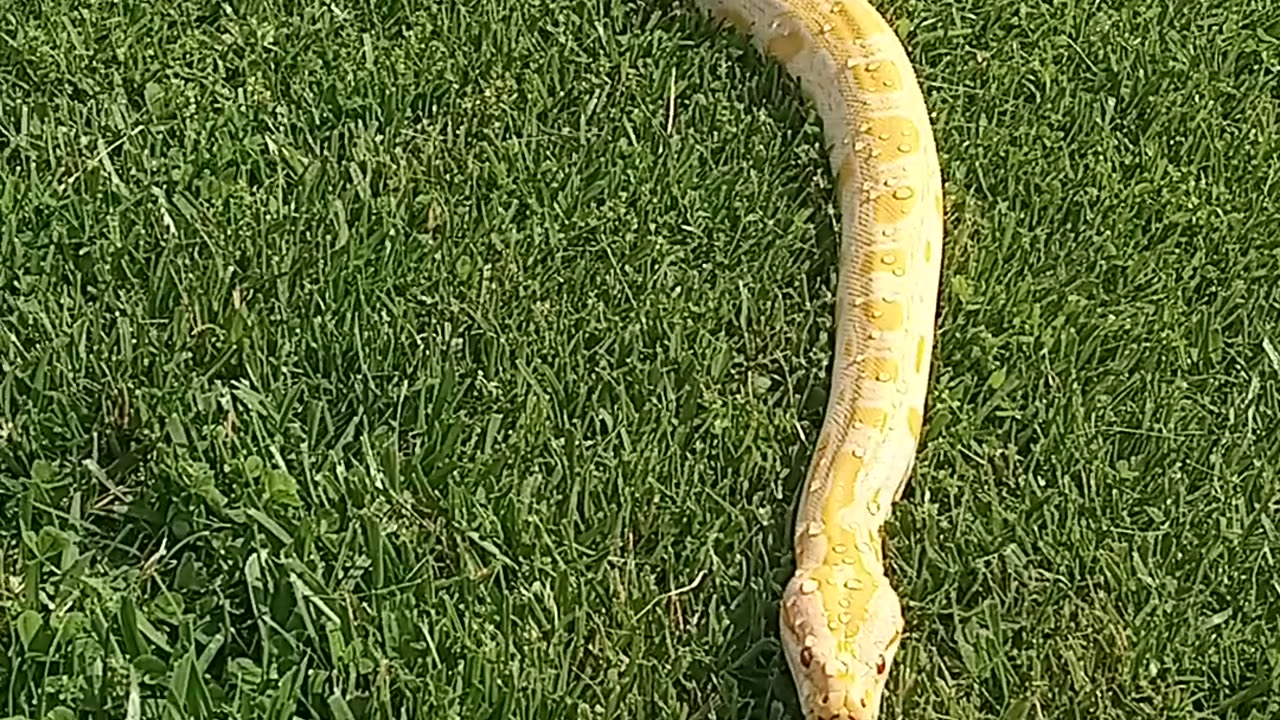 Albino burmese python "Jess"