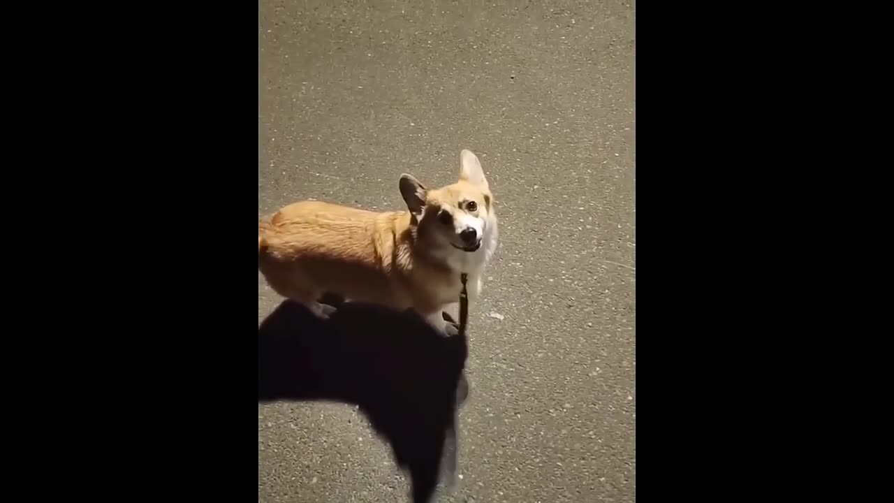 Belly Laughs Guaranteed: Crazy Animals in Action