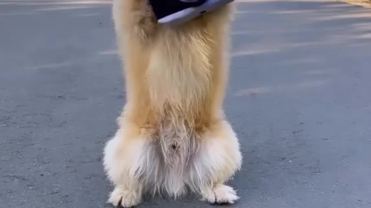 Dogs foon