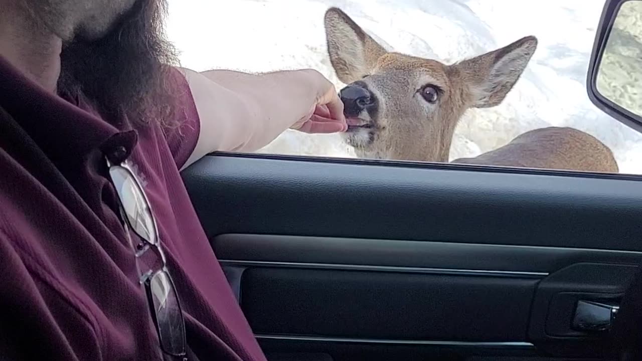 My Husband the Deer Whisperer