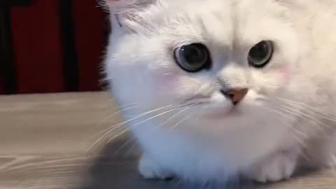 Cute cat