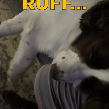 Springer Spaniel Dreaming and Snoring On My Lap #springerspaniel #shortsviral #puppy #Dogshorts