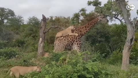 GIRAFFE VS LION #wildanimals #animals #animalsvideo #wild PART 2