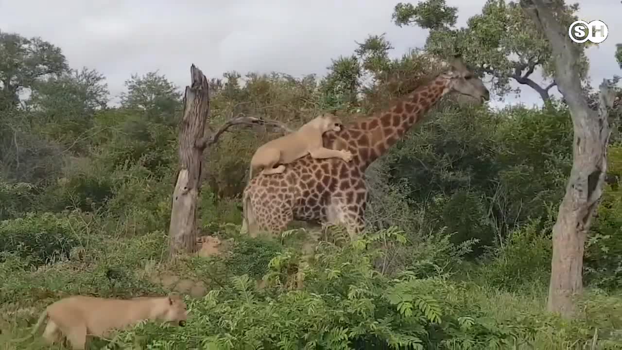 GIRAFFE VS LION #wildanimals #animals #animalsvideo #wild PART 2