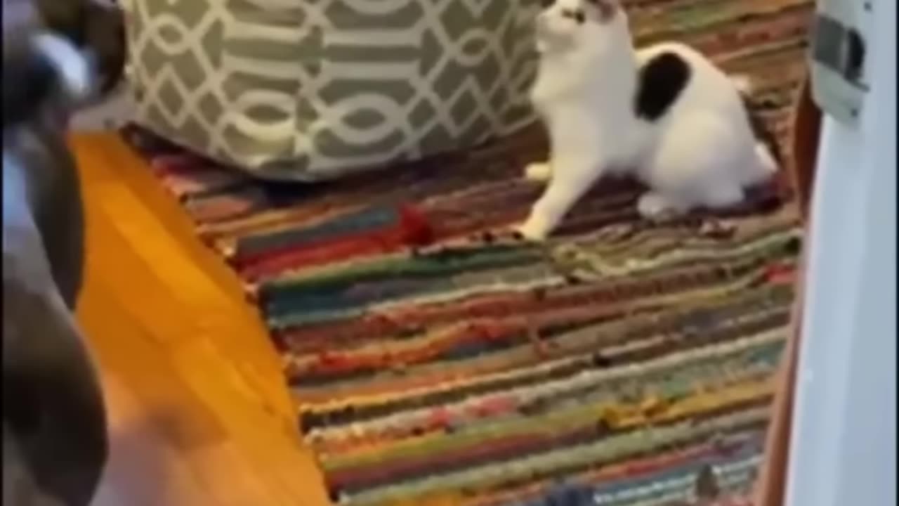 Funny animals