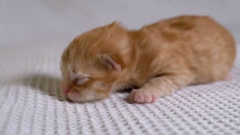 newborn cat on a white blanket 32425