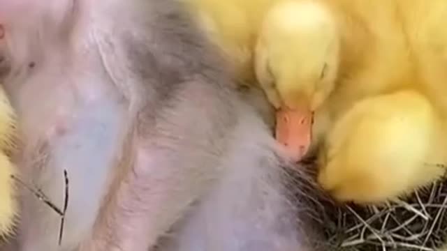 Achei mais um vídeo de patinhos e macaquinho....