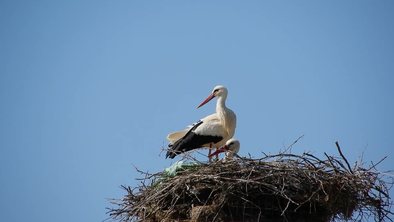 Storks in Northern Greece