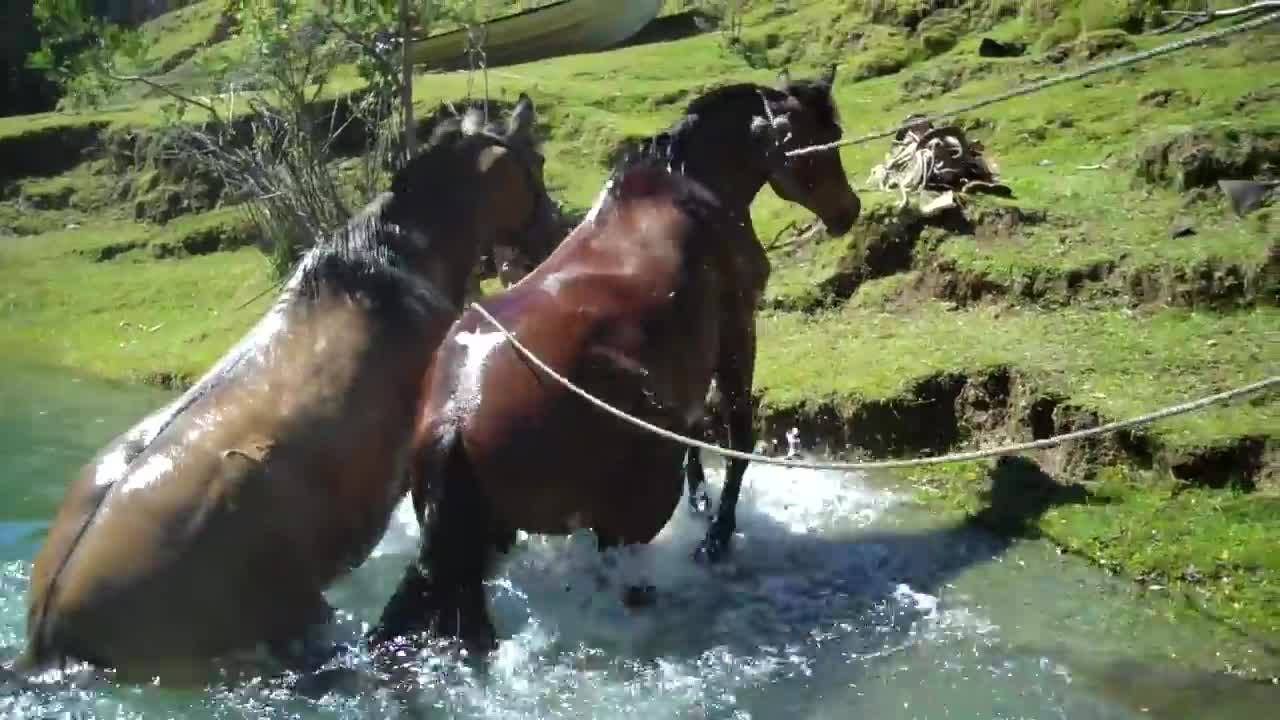 Horse riding Patagonia. Swimming across rivers