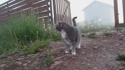 Cat and pet dog