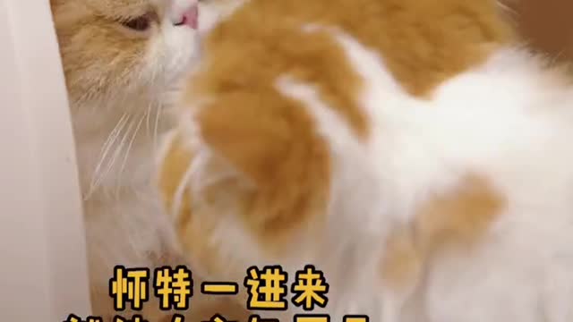 Today, I went to the online red cat cafe to punch in. Smoking cats is really the happiest thing in t