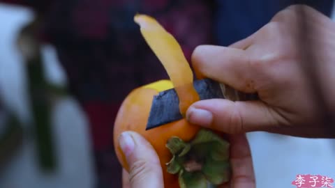 Harvesting Sweet Persimmons