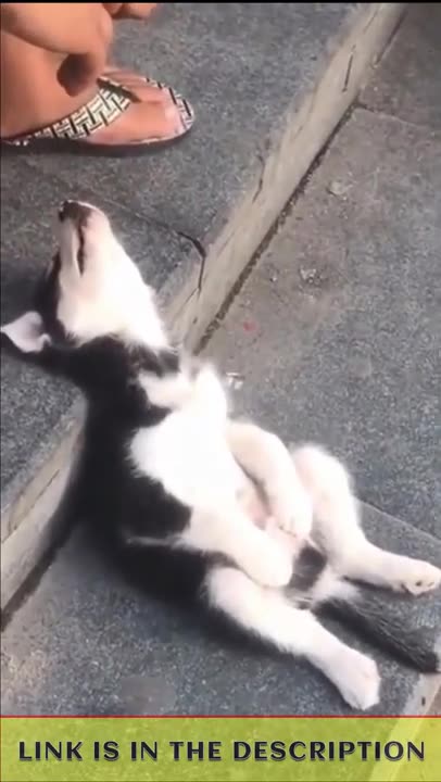 Try not to laugh but after seeing dogs funny moments 😁 😜