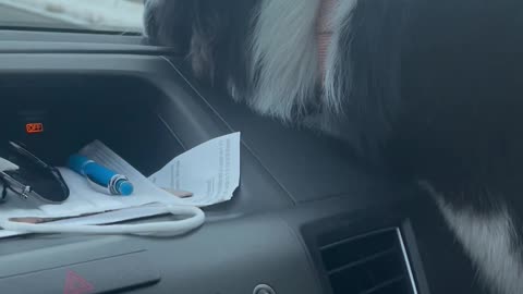 Border Collie Eagerly Follows After Mom in Another Car