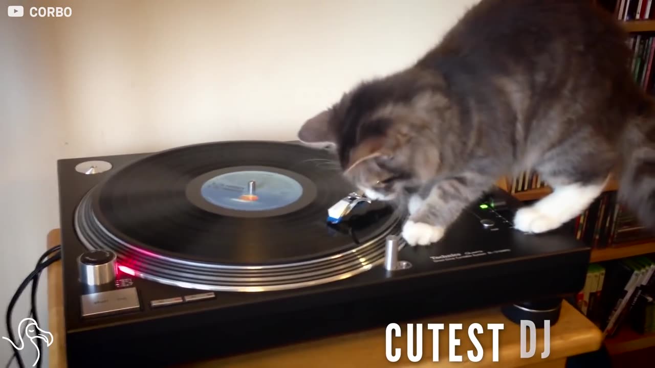 Cat Discovers He's An Excellent DJ