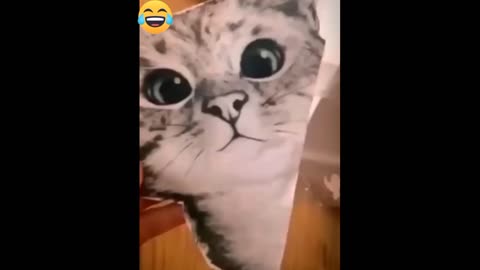 Funny cat video is very funny😂