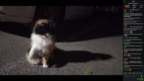 2023-09-03 (6bis.2) - En attendant le château, live avec un chat et une mante - Kick (avec chat)