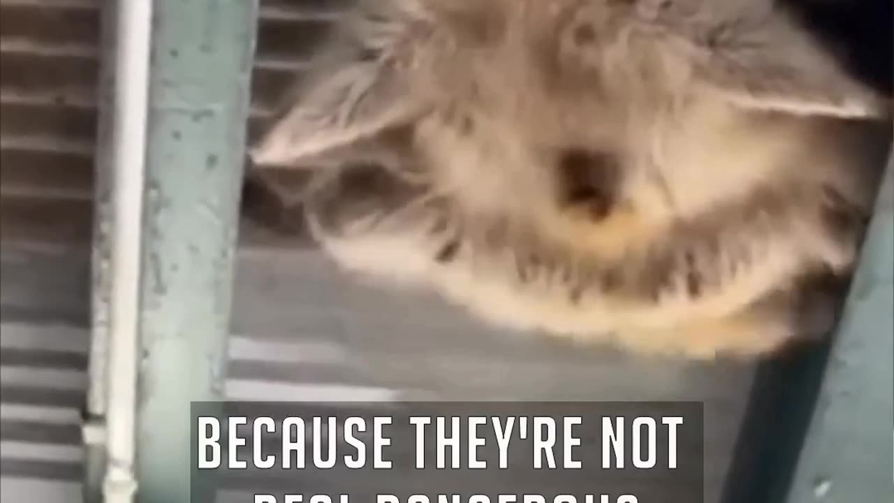 Raccoon army crawls across ceiling