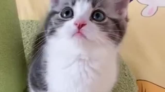 Cute Cat | Cute Pets Funny Animals Compilation #shorts #3