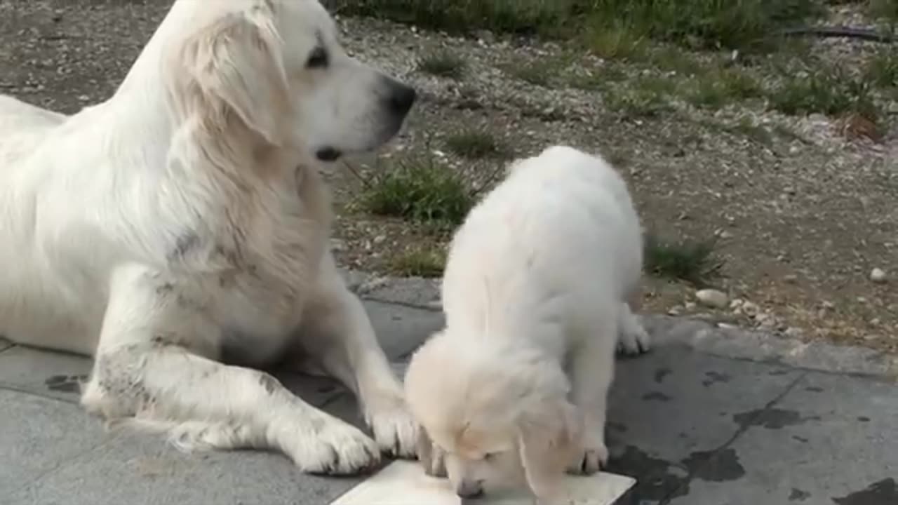 funny dog