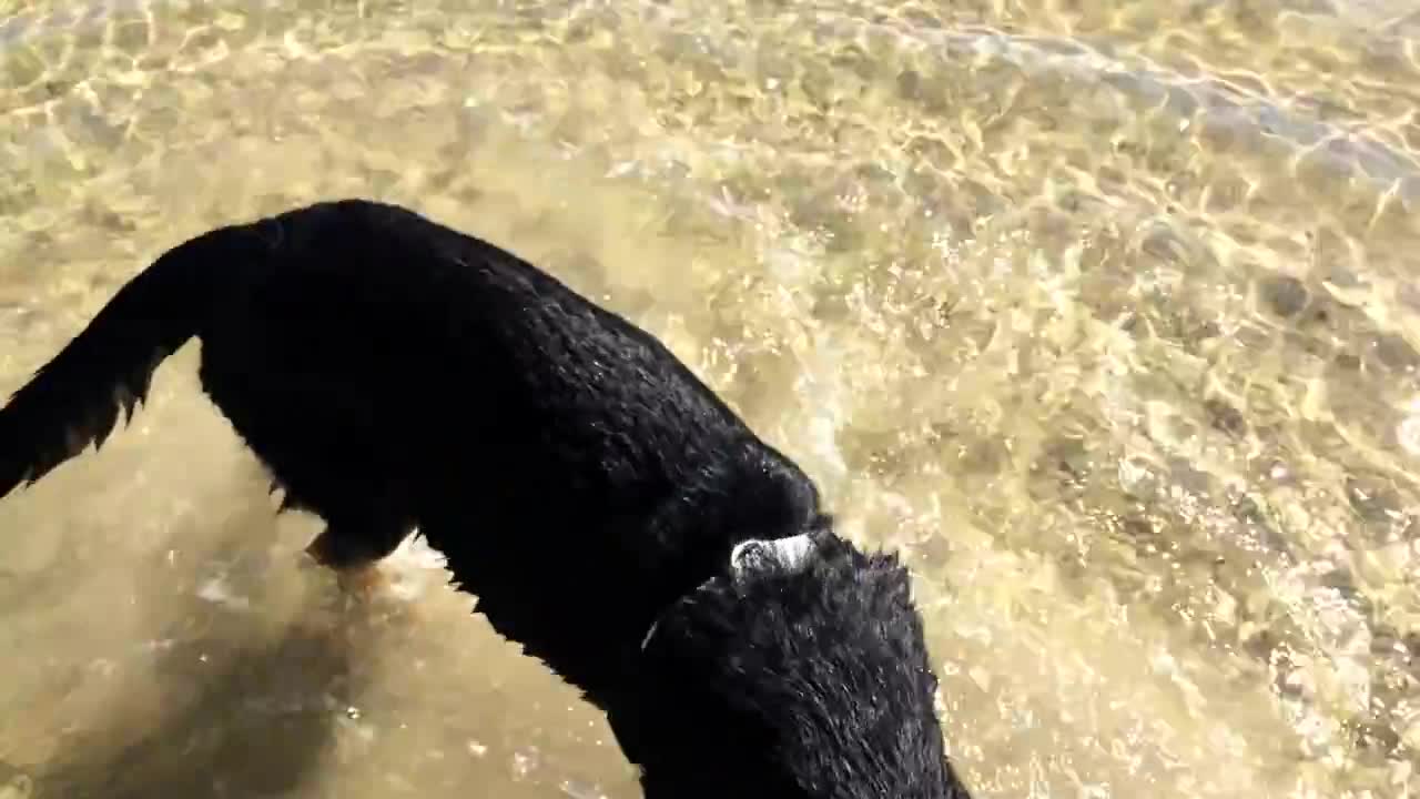 German Shepherd Pup's First Beach Visit