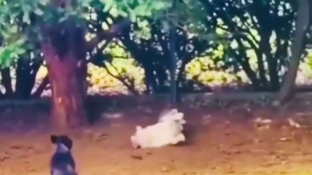 Funny Animal Videos 2022 Best Dogs And Cats Videos πΊπ # 72