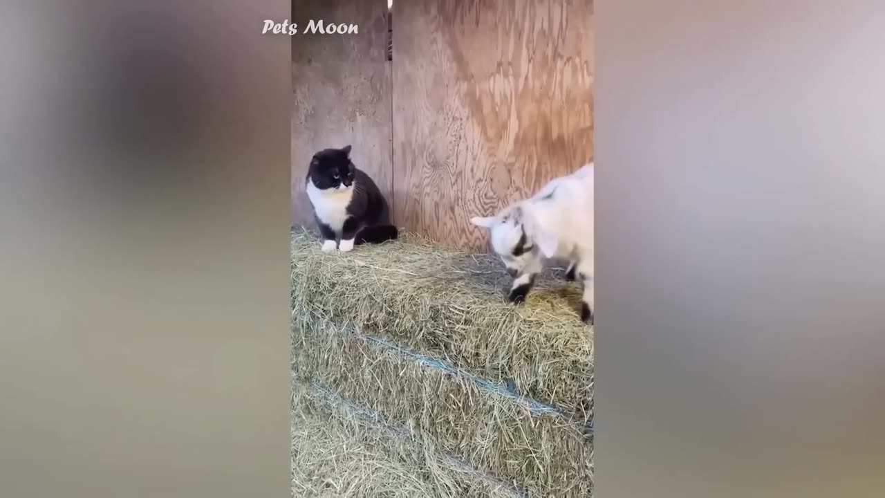 funny animals