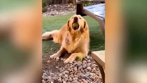 Funniest Cats And Dogs Videos 😁 - Best Funny Animal Videos 2023