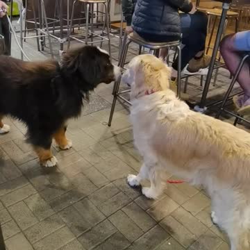 The two dogs are getting alone well