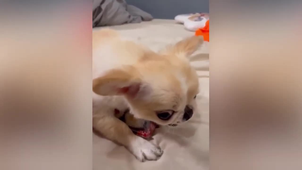 FUNNY DOGS OF TIKTOK COMPILATION