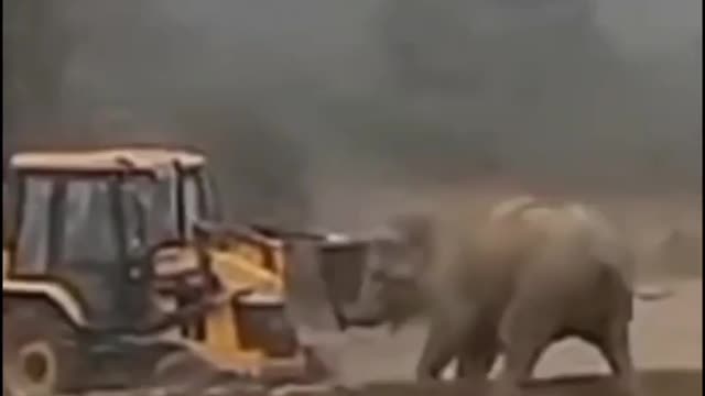 The elephant clashed with the crane in the open field, then such a sight could not be believed -