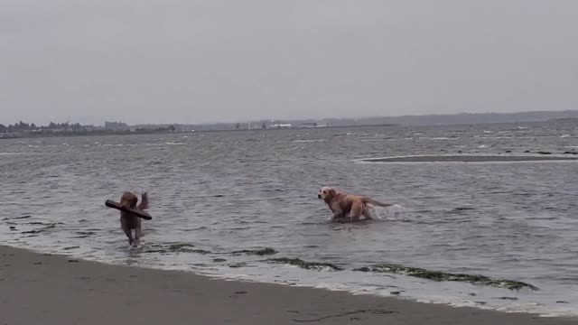 Golden Retrievers see the ocean for the first time