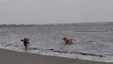 Golden Retrievers see the ocean for the first time