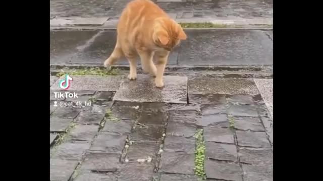 Funniest cat videos #111 - HILARIOUS!
