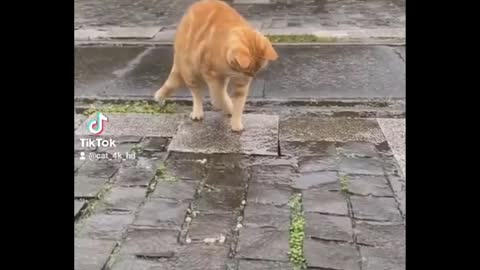 Funniest cat videos #111 - HILARIOUS!