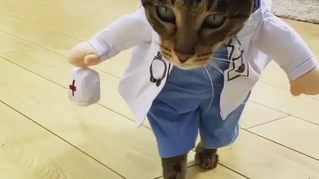 funny cats, funny cats and dogs, funny cats videos, funny cats compilation, funny cats shorts