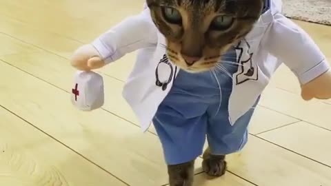 funny cats, funny cats and dogs, funny cats videos, funny cats compilation, funny cats shorts