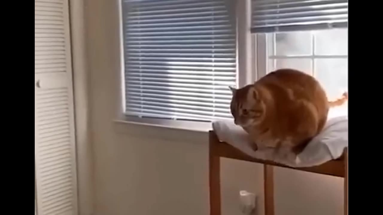 Funny Vadio