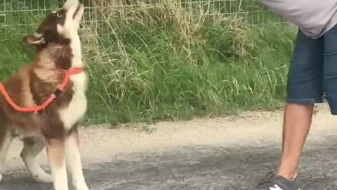 #9 male husky April2022
