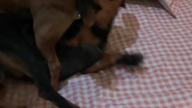 Chihuahua vs dachshund fIght
