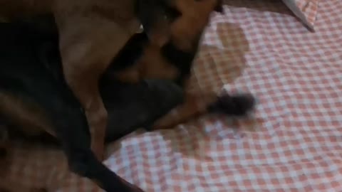 Chihuahua vs dachshund fIght