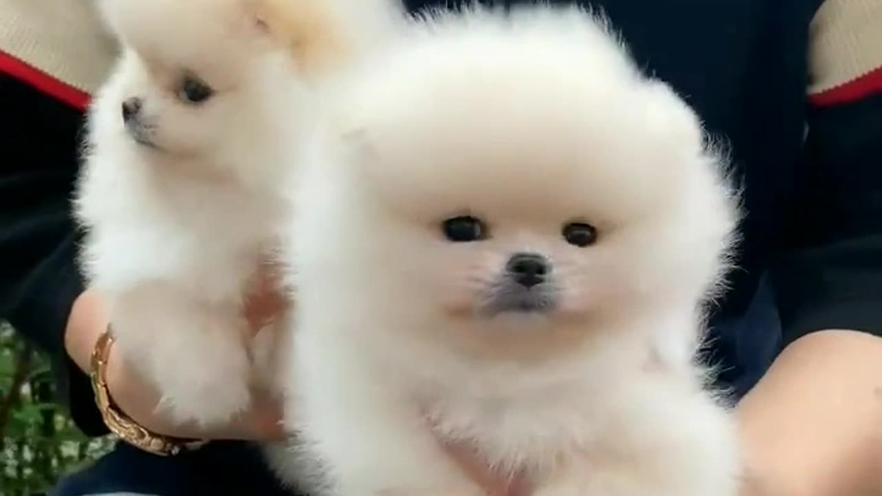 Sweet and Cute Puppy Funny Time. [Cuteness Overload ❤️ ]