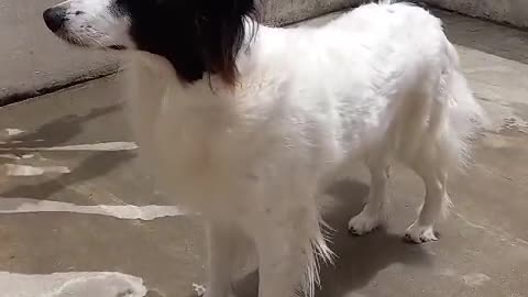 Argentinian Border Collie in her backyard